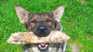pet insurance consumer reviews