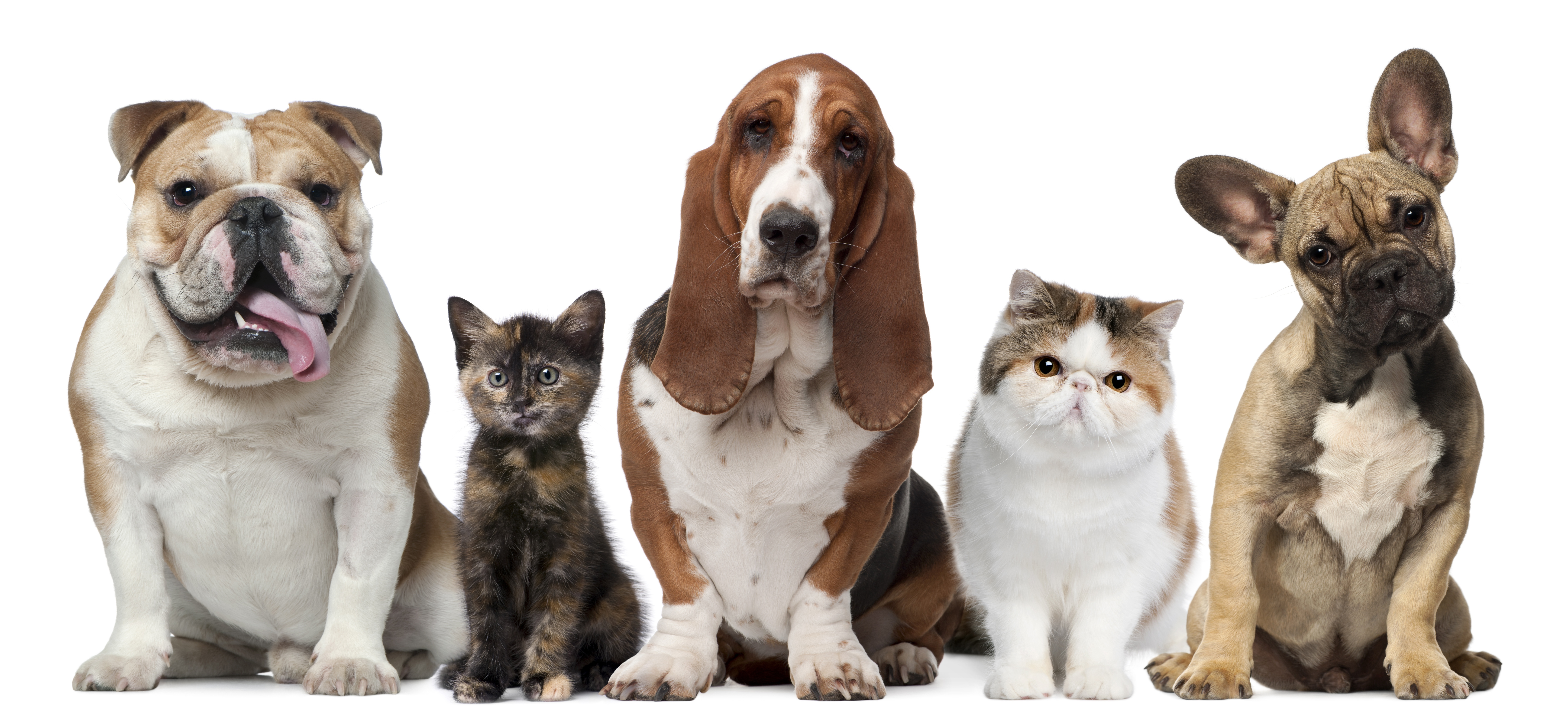 five must-have pet items