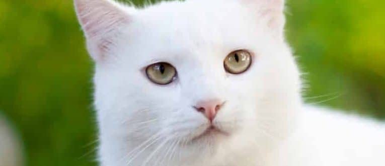 cat insurance