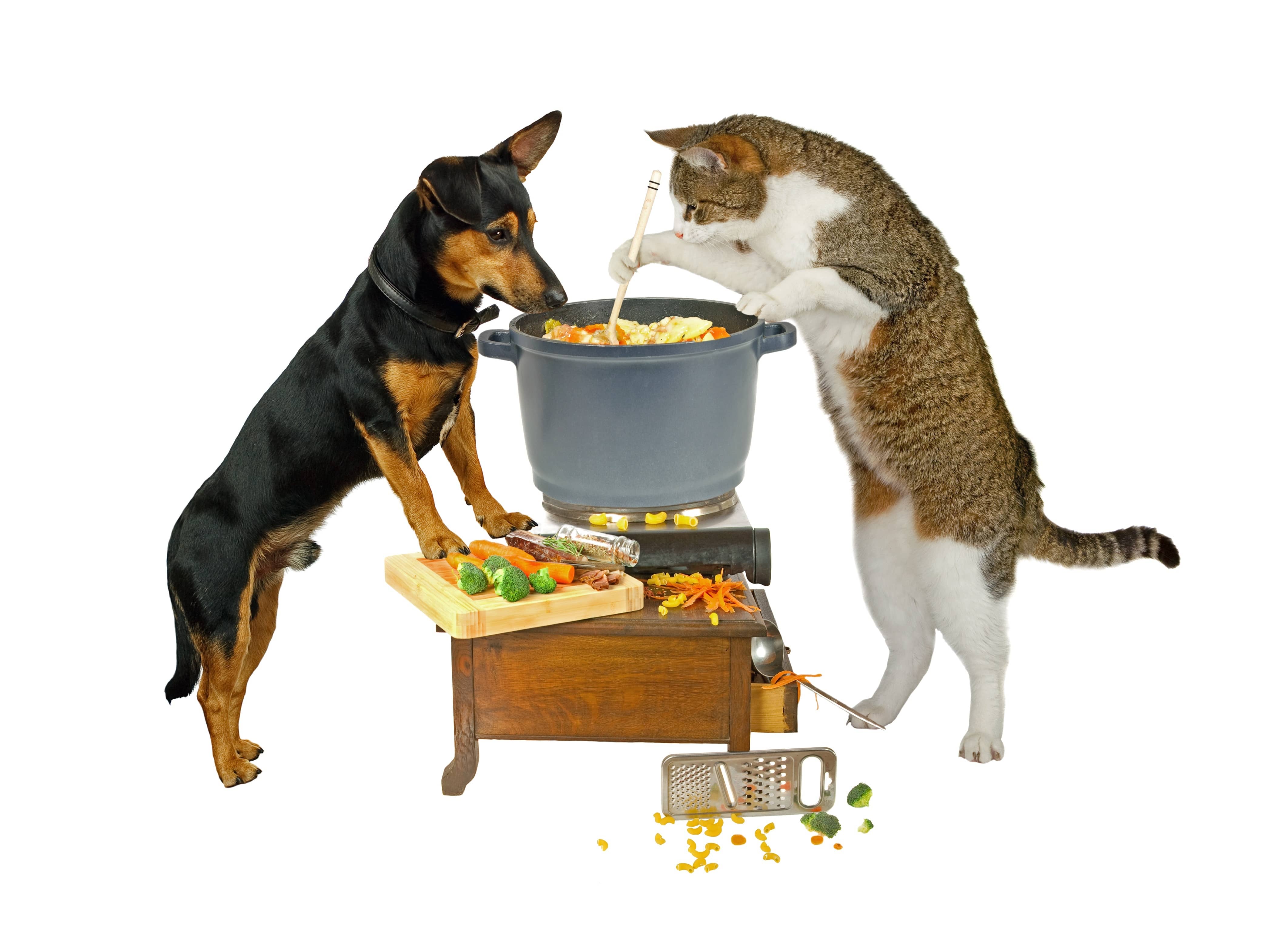 thanksgiving dinner pets