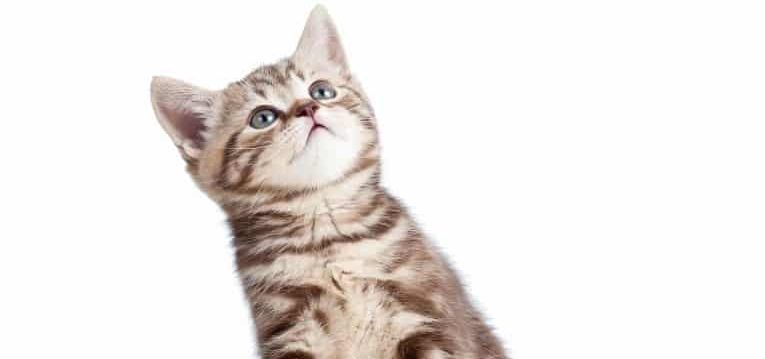 kitten insurance