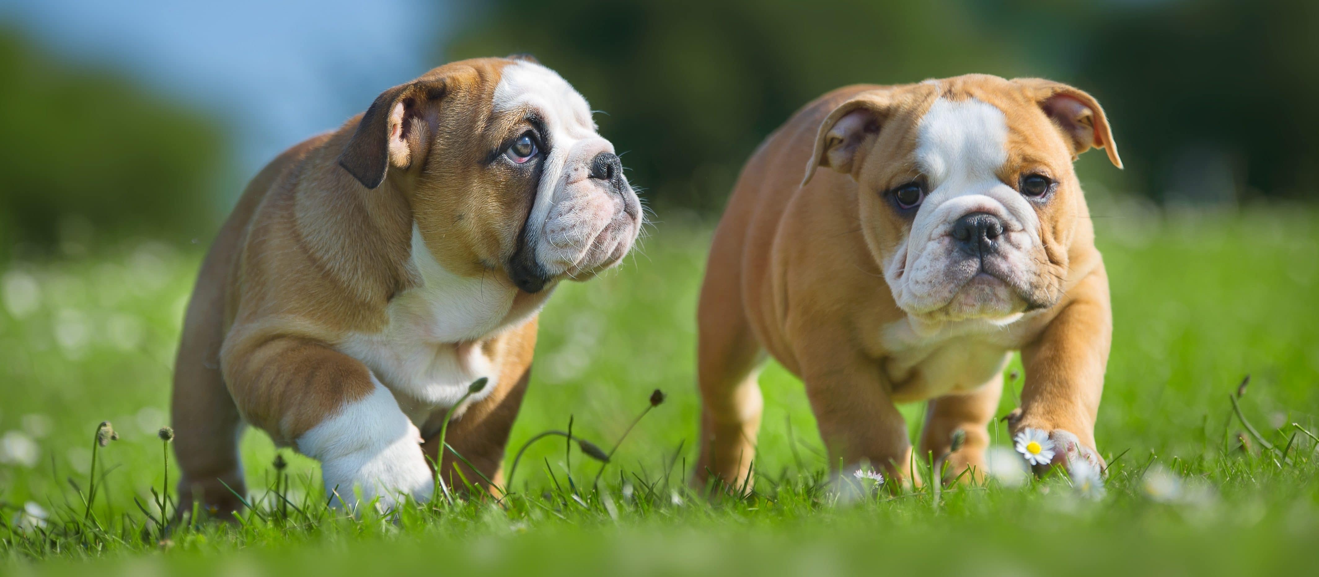 puppy insurance