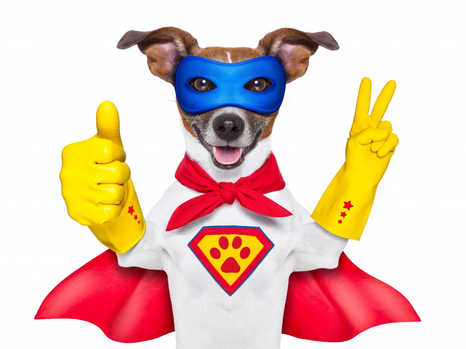 hero dog with cape