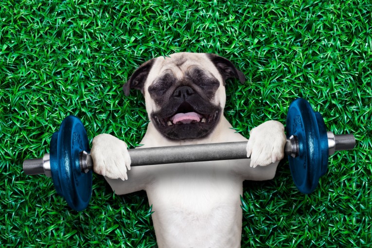 a pug laying on the grass with a dumbbell 
