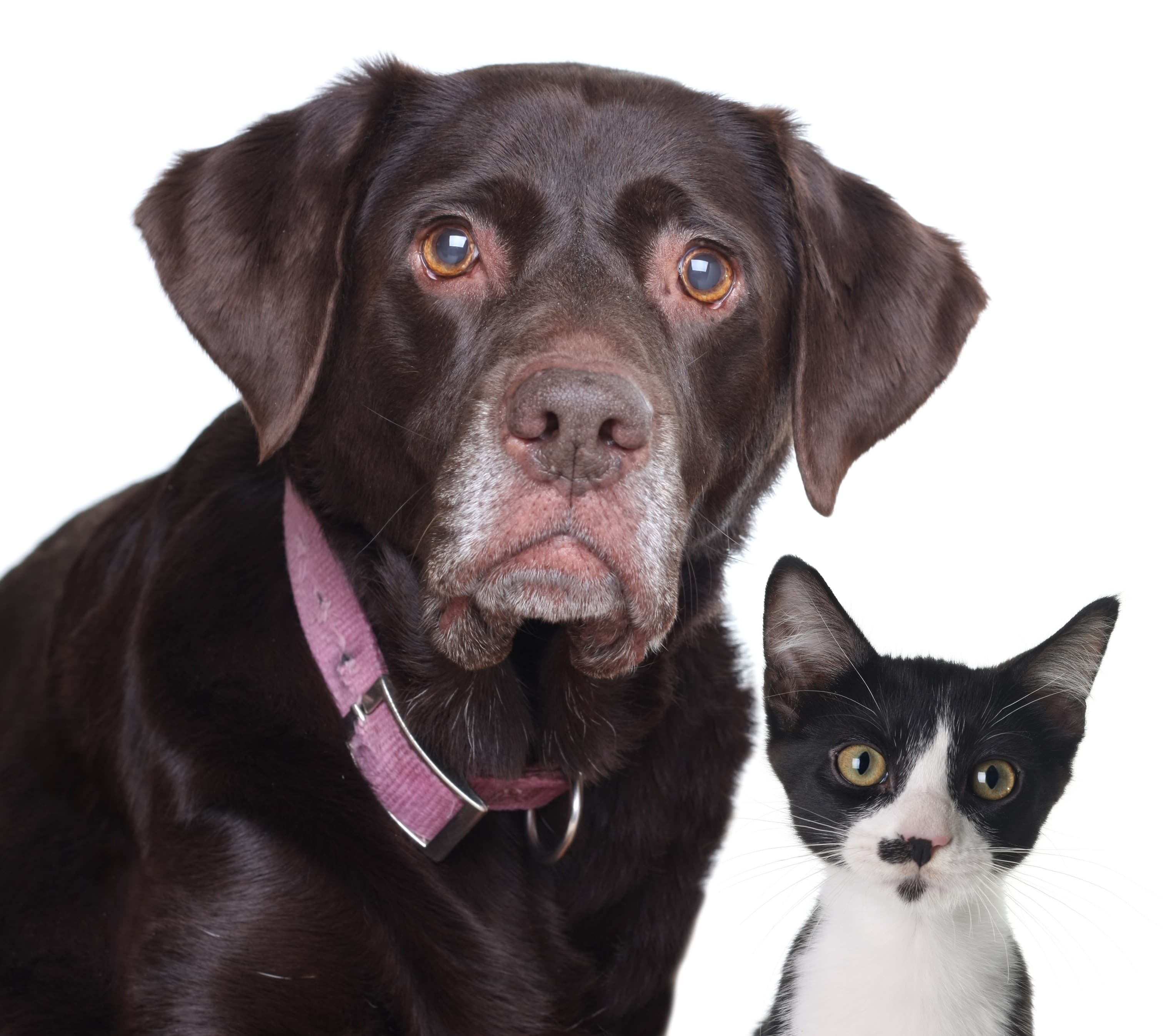 old pets health problems