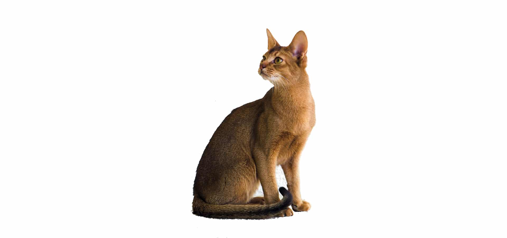 http://petinsuranceu.com/wp-content/uploads/2015/11/Abyssinian-Cat-Insurance.jpg