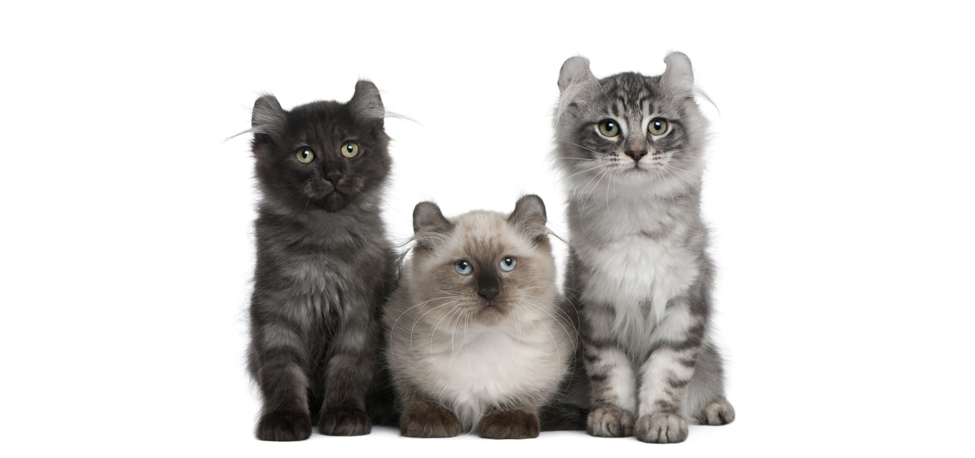 American-Curl-Cat