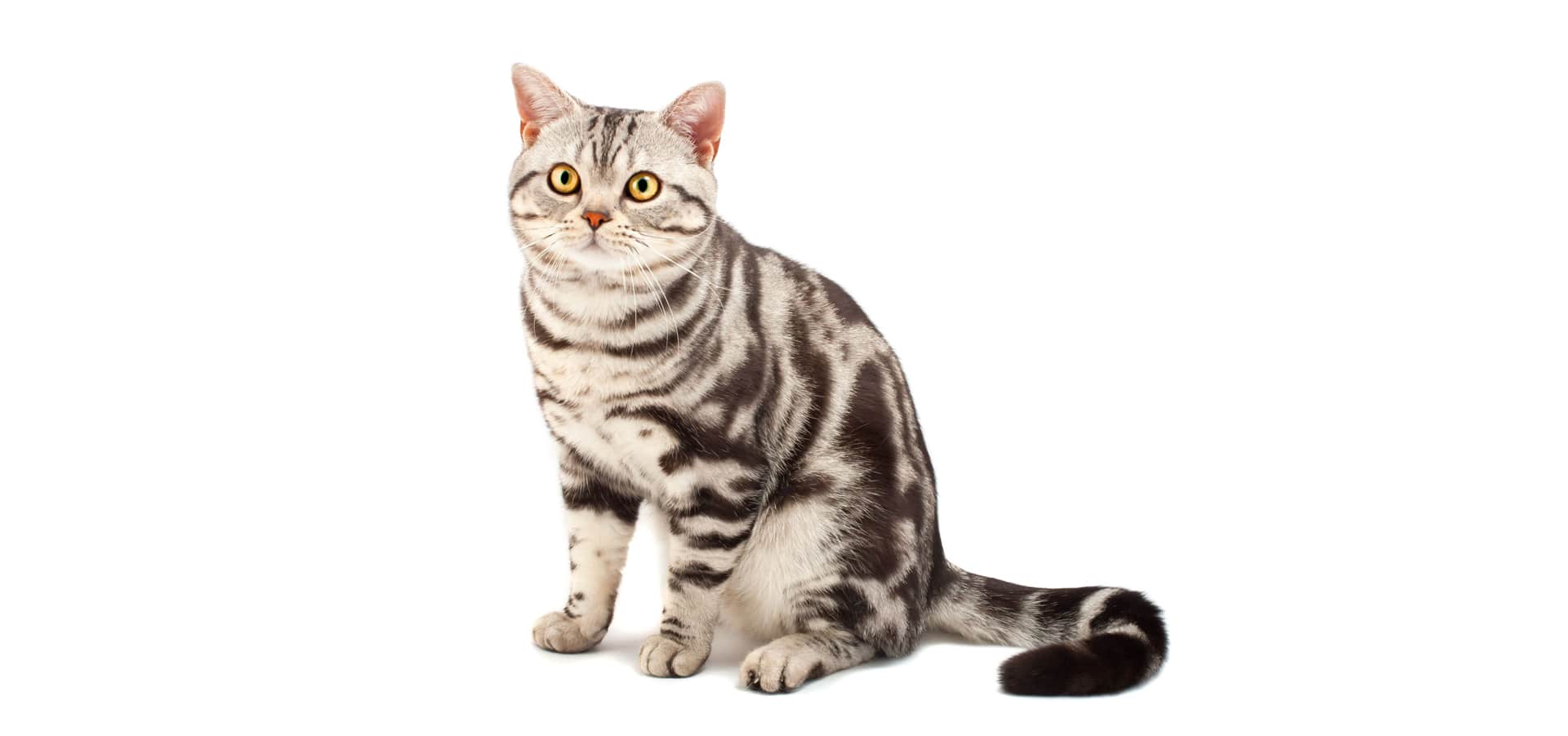 American Shorthair Cat
