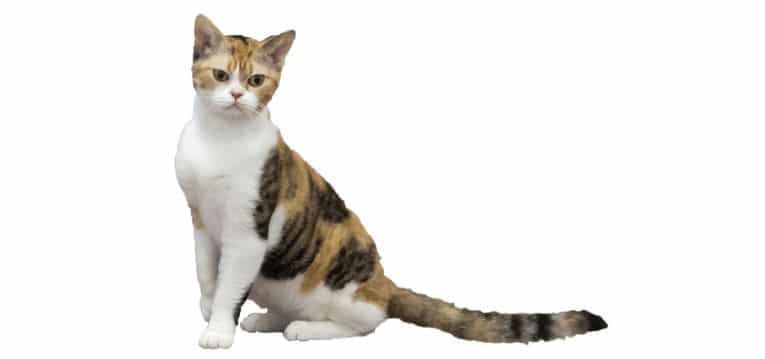 American-Wirehair-Cat-insurance