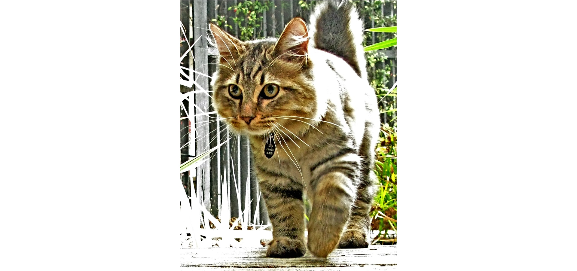 American_bobtail_cat-insurance