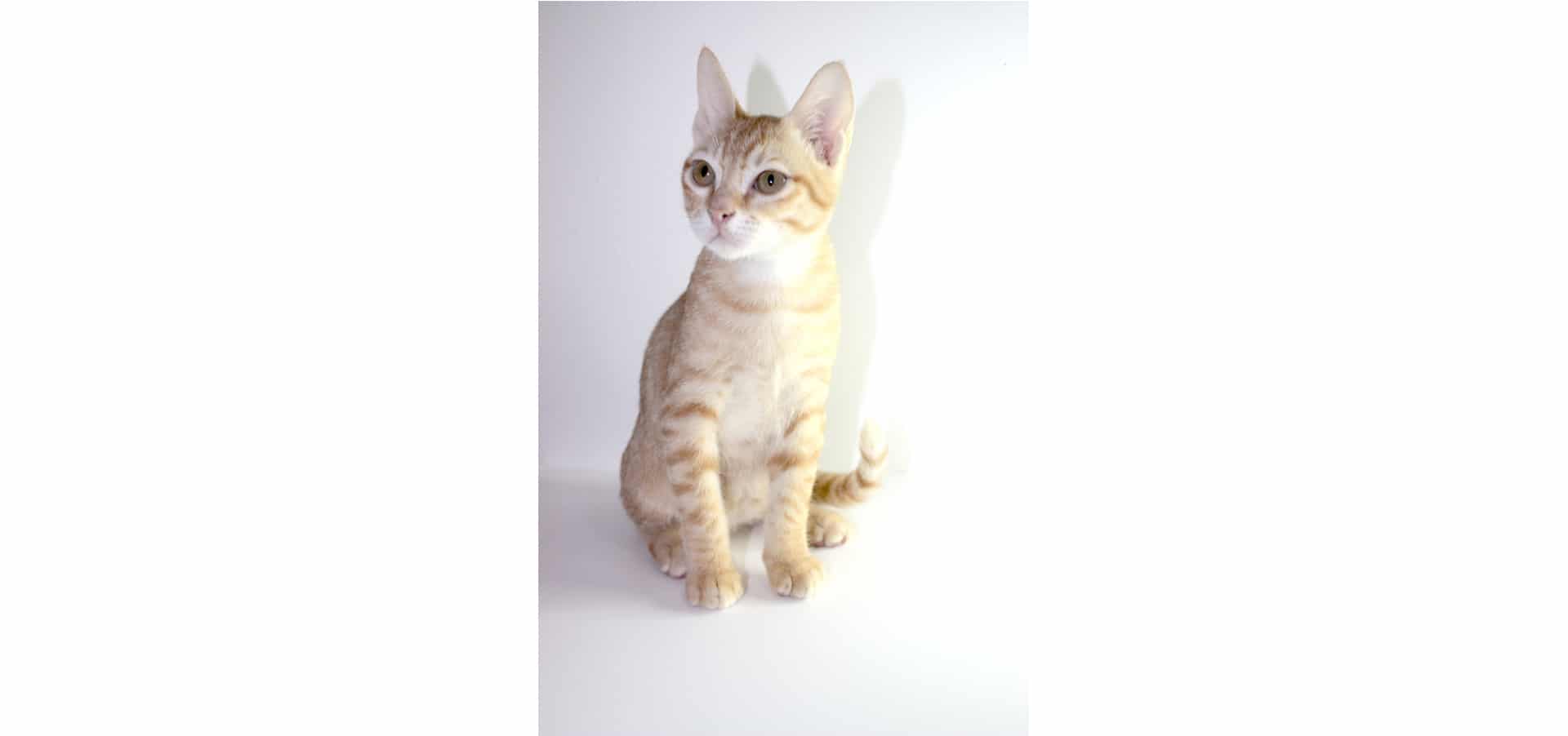 Arabian-Mau-Cat-Insurance
