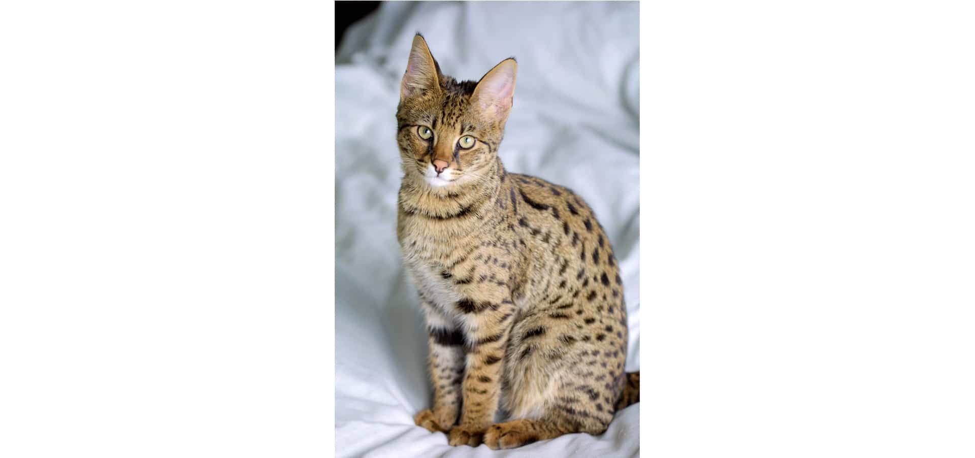 Ashera-Cat-Insurance