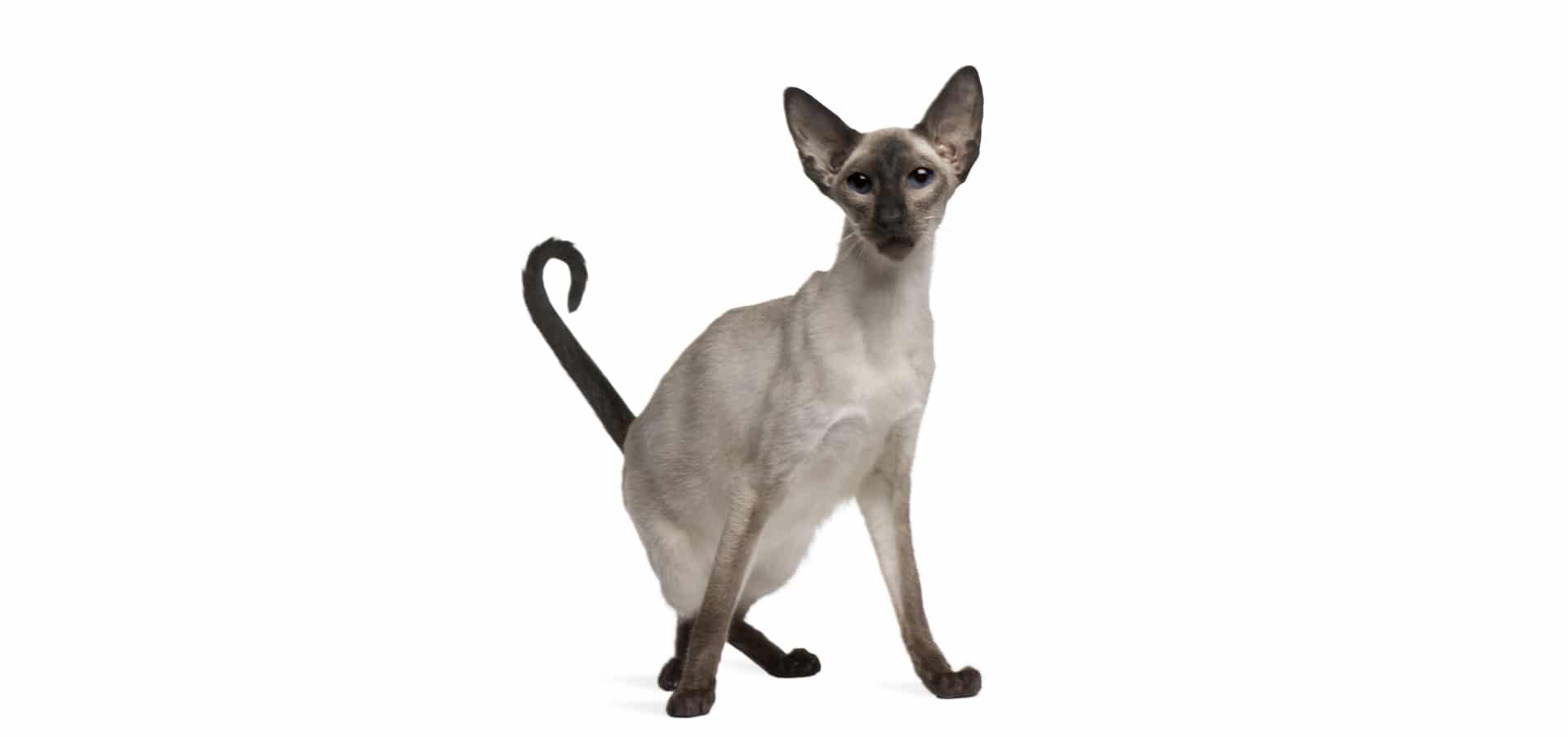 Balinese-Cat