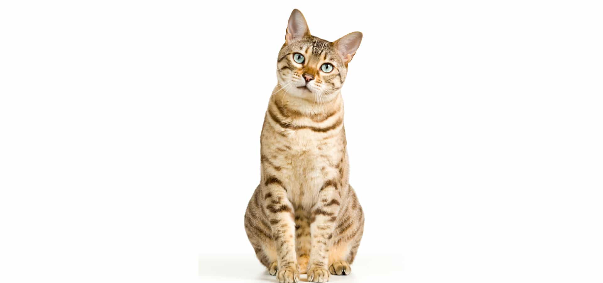 Bengal-cat