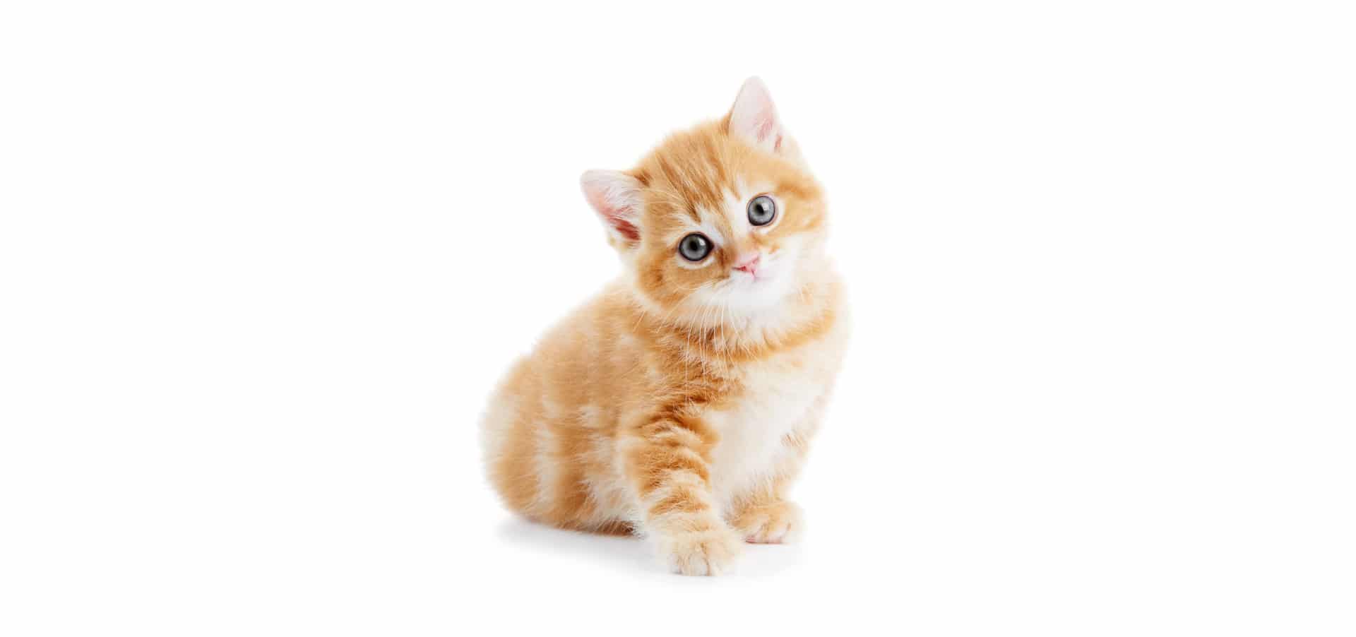 British-Shorthair-cat