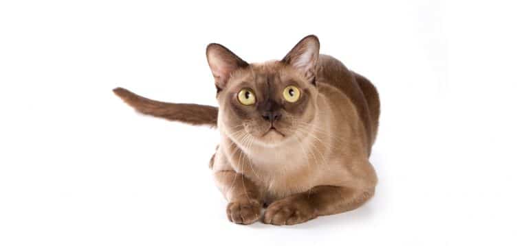 Burmese-cat-insurance