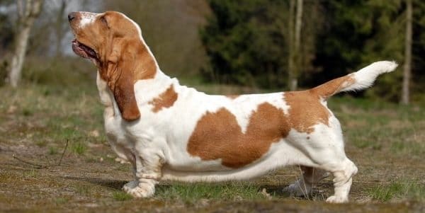 Achondroplasia Dogs