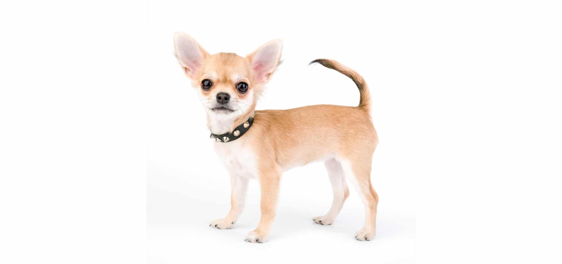  chihuahua dog 