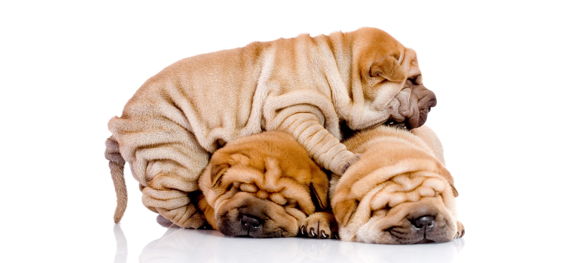 shar pei puppy cost shar pei insurance reviews and comparisons shar pei puppy cost shar pei insurance reviews and comparisons