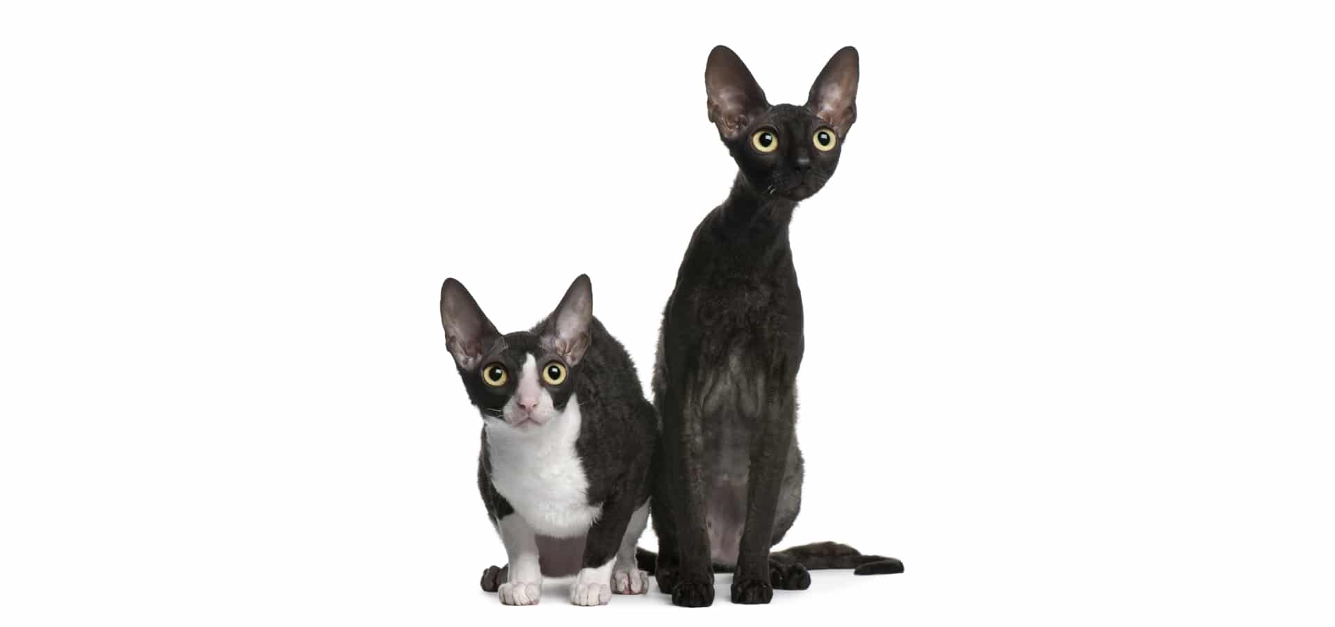 Cornish-Rex-cat-insurance2