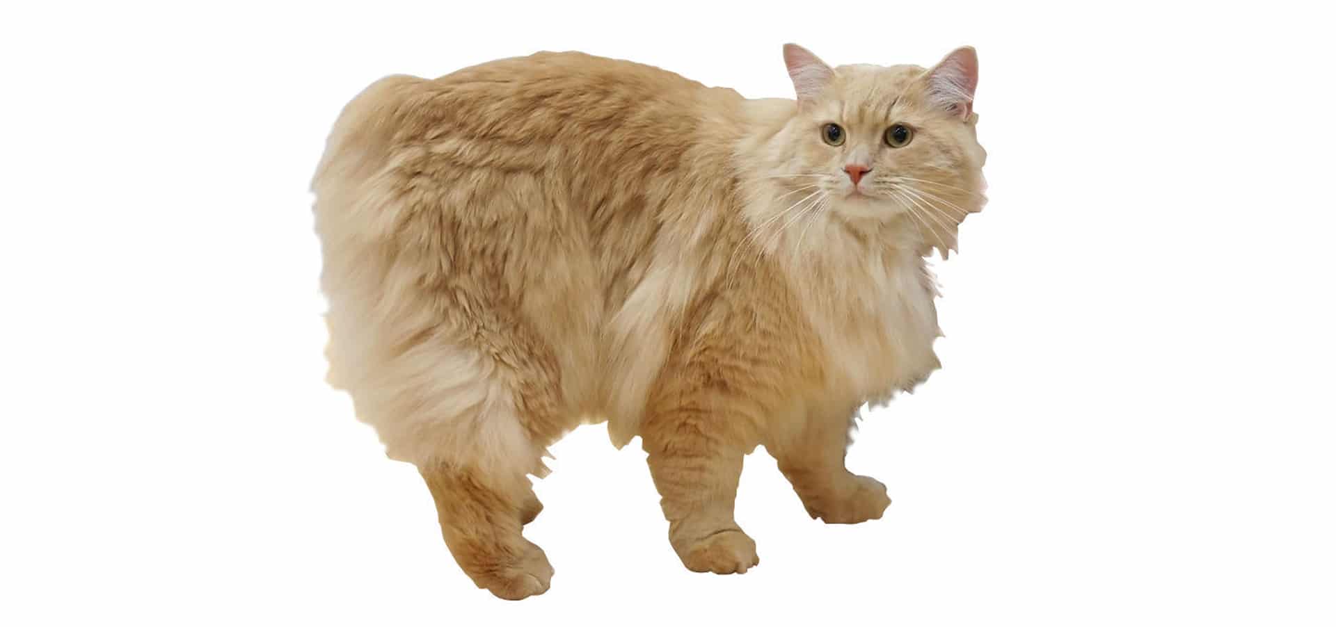 http://petinsuranceu.com/wp-content/uploads/2015/11/Cymric-Cat-Insurance.jpg
