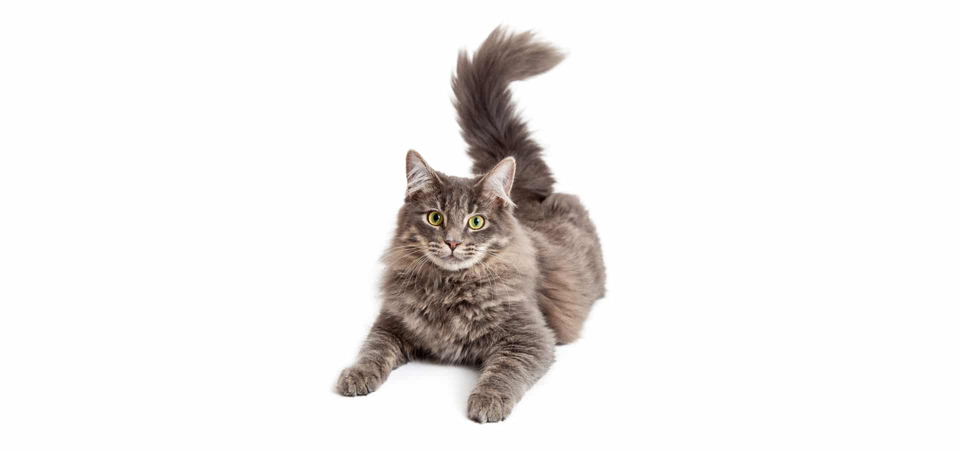 Domestic Medium Hair Cat Insurance - Reviews and Comparisons