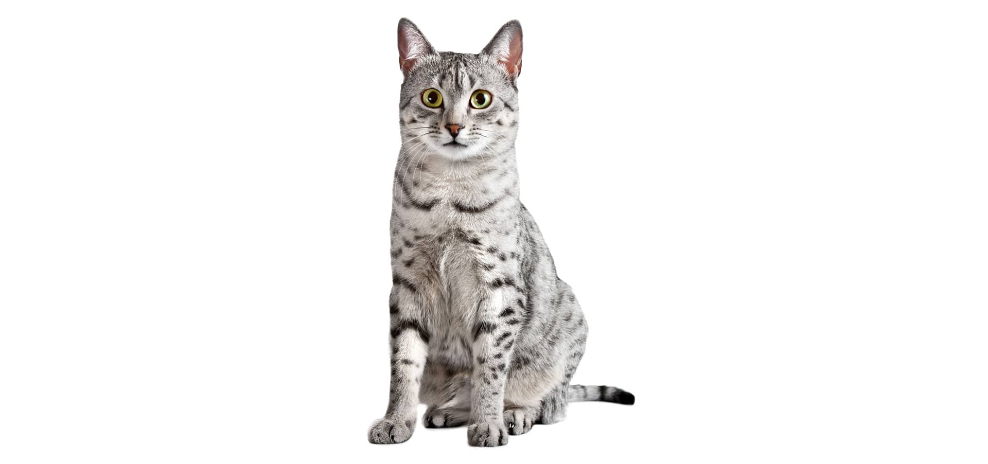 Egyptian-Mau-Cat-Insurance