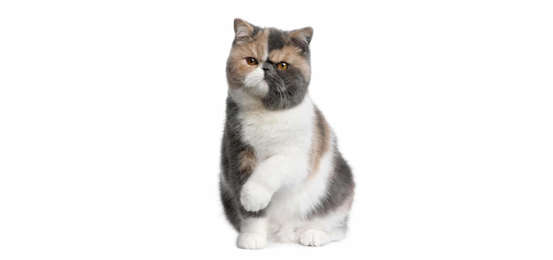 Exotic-shorthair-Cat