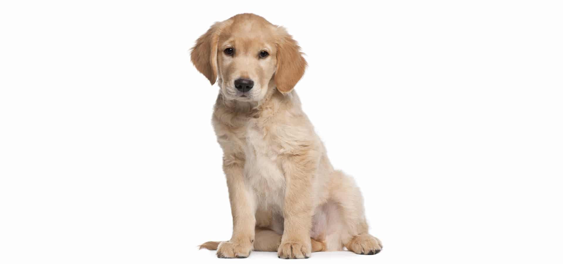 average cost of a golden retriever puppy golden retriever pet insurance reviews and comparisons average cost of a golden retriever puppy golden retriever pet insurance reviews and comparisons
