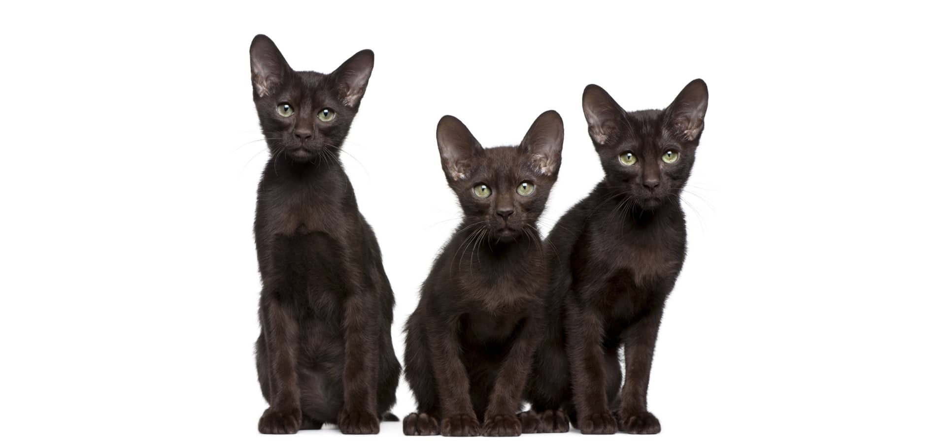 Havana-Brown-Cat-Insurance2