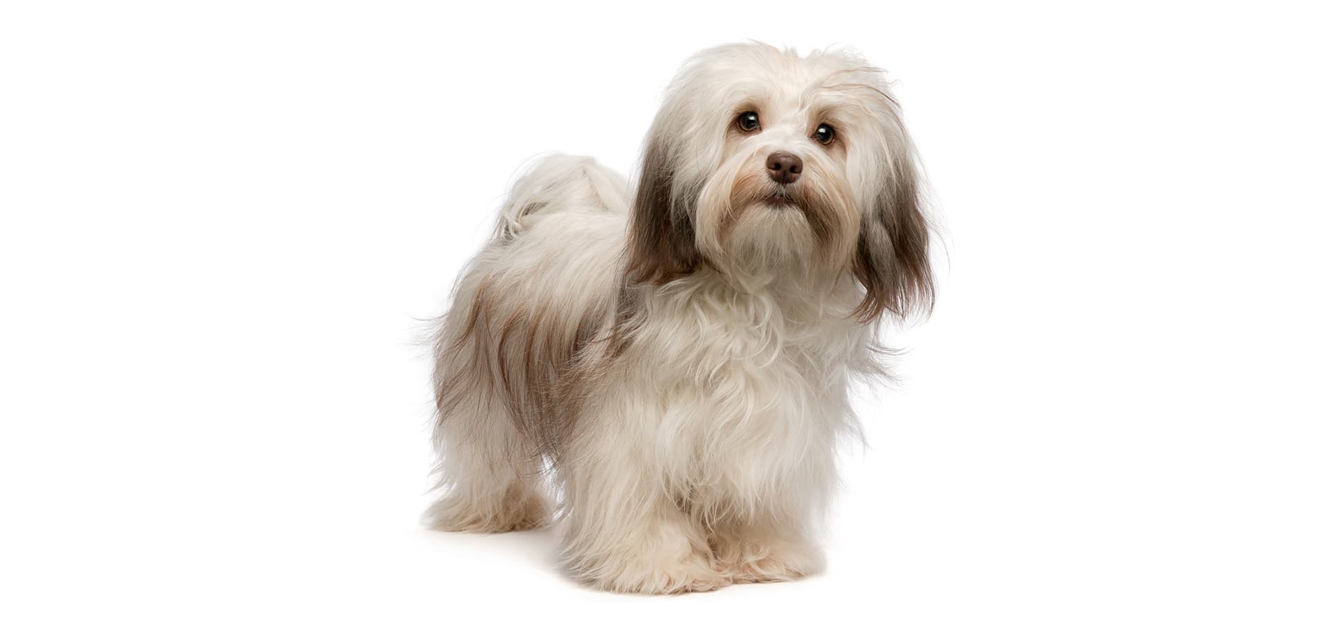 havanese breed problems havanese insurance reviews and comparisons havanese breed problems havanese insurance reviews and comparisons