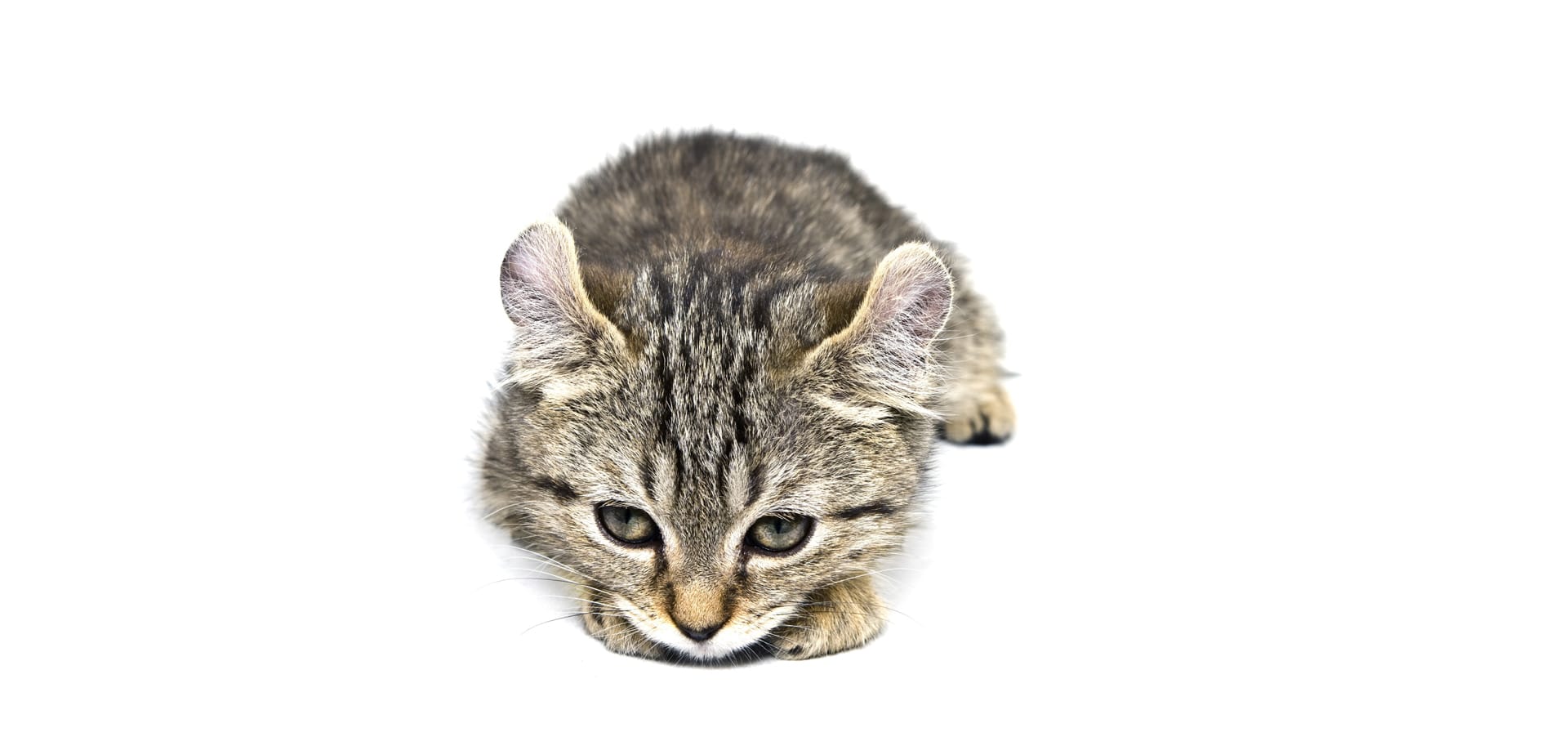 Highland-Lynx-Cat
