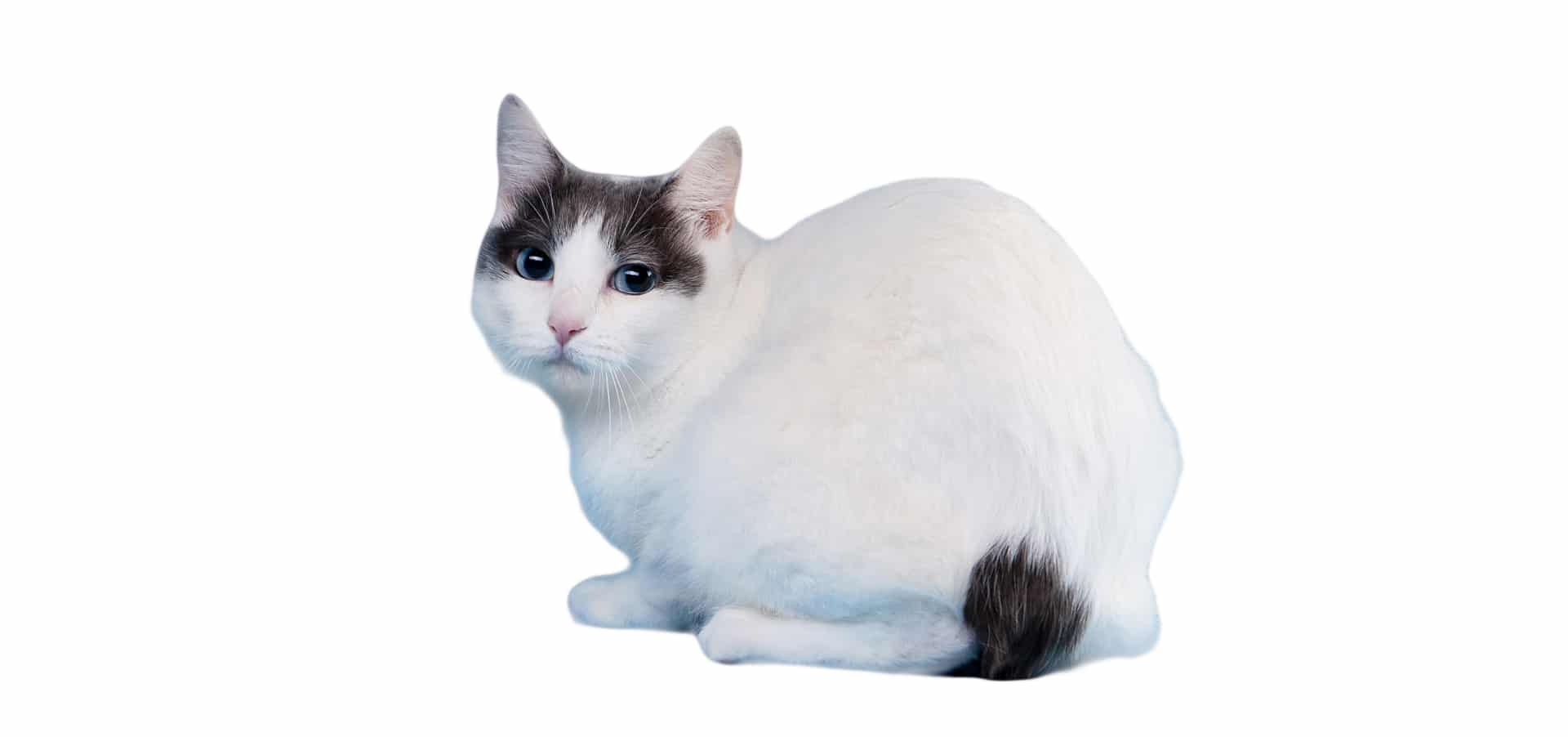 Japanese-Bobtail-cat