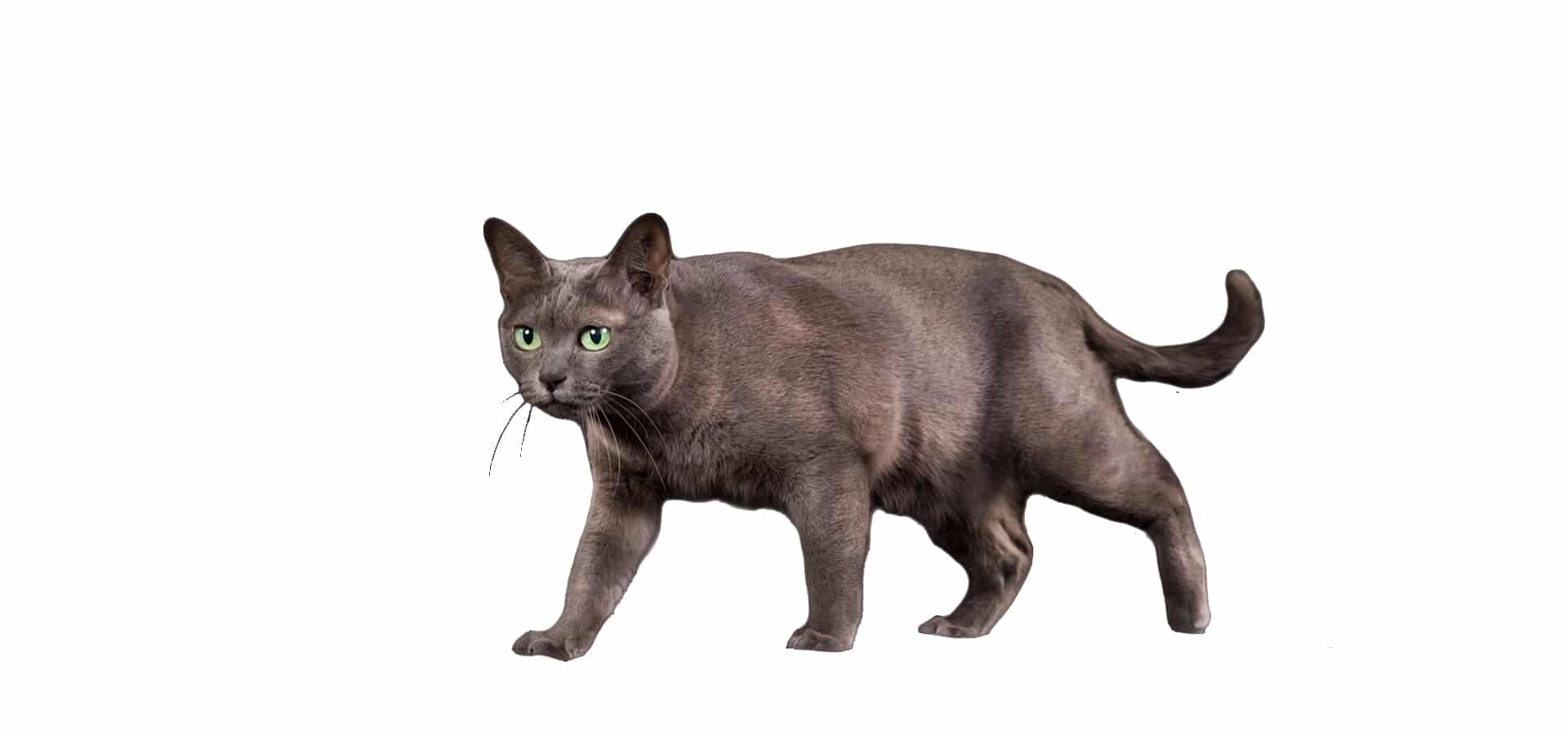 Korat-Cat