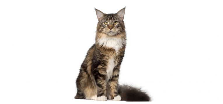 Maine Coon Cat