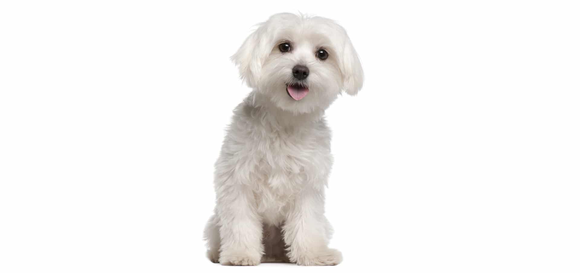 Dog Breeds Owners Maltese Dog Breeds Owners Maltese
