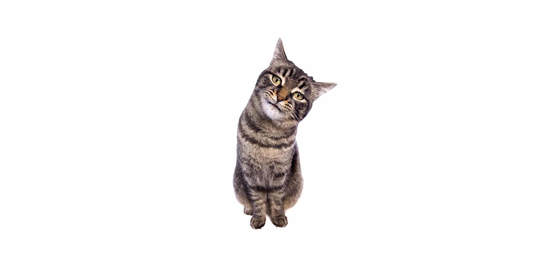 Manx-Cat