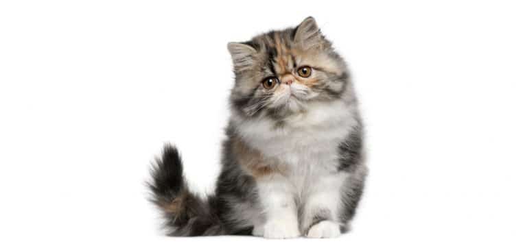 Persian-Cat-Insurance