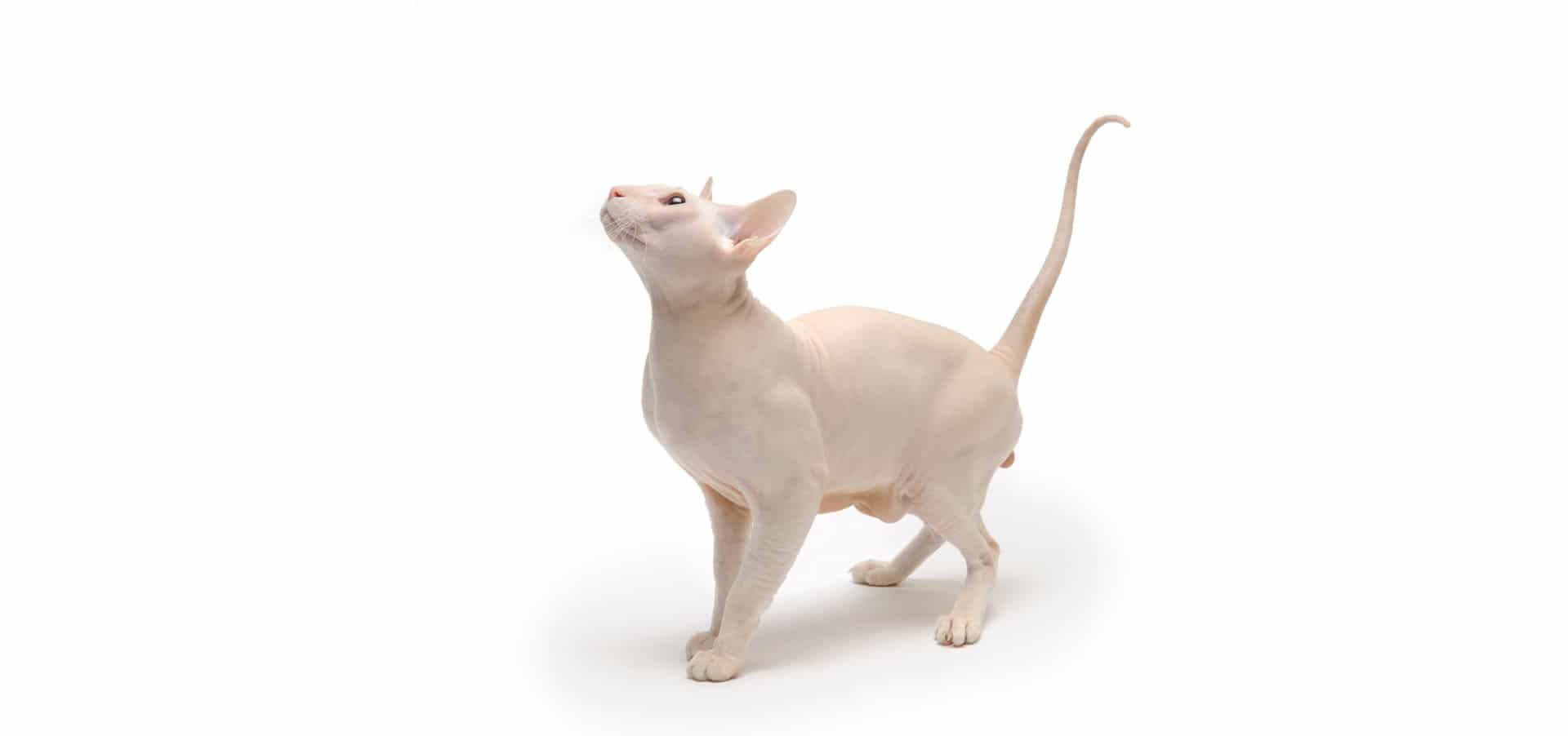 Peterbald-cat-Insurance