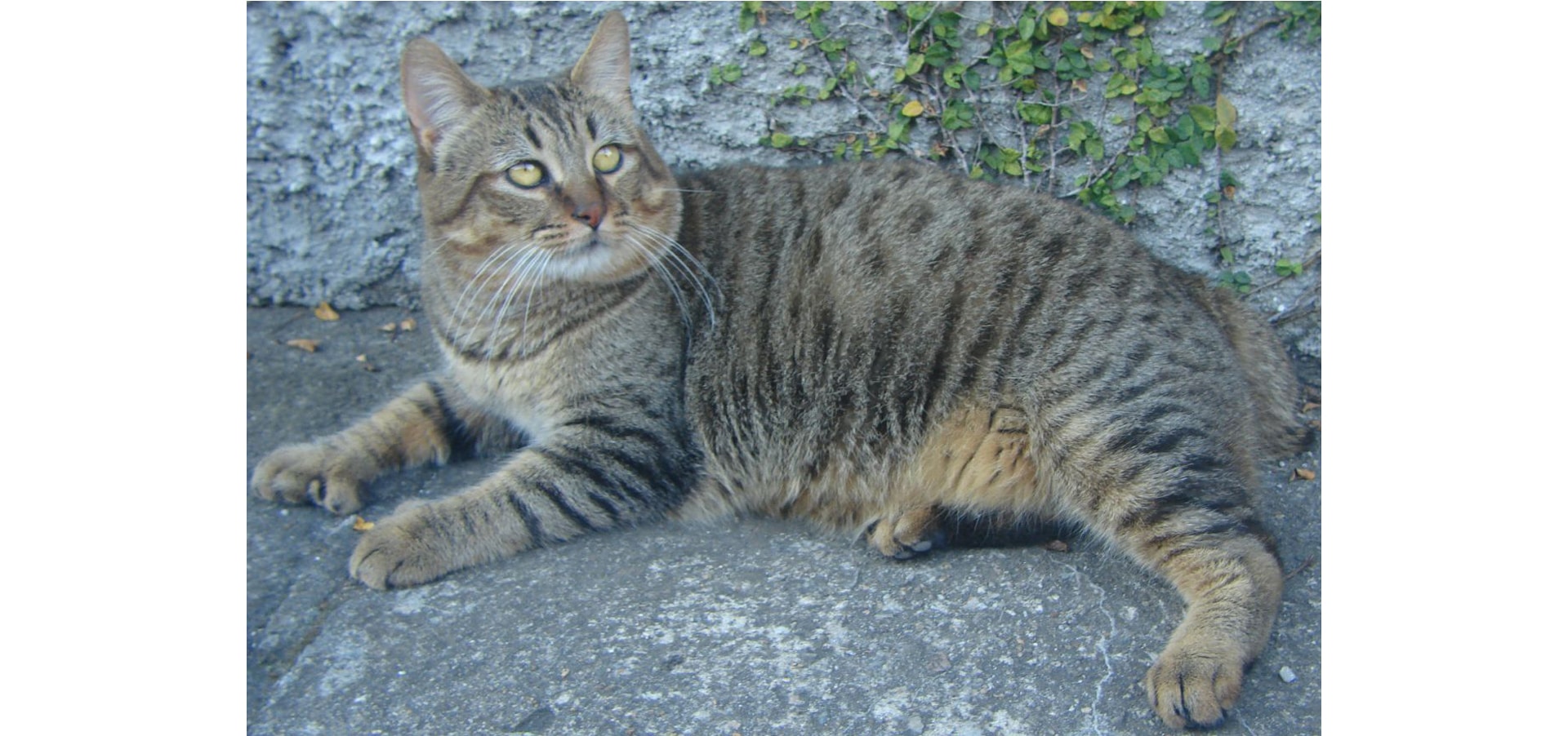 Pixie-Bob_cat
