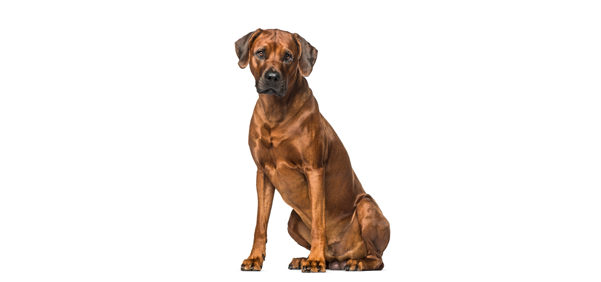 rhodesian ridgeback puppy cost rhodesian ridgeback pet insurance reviews and comparisons rhodesian ridgeback puppy cost rhodesian ridgeback pet insurance reviews and comparisons