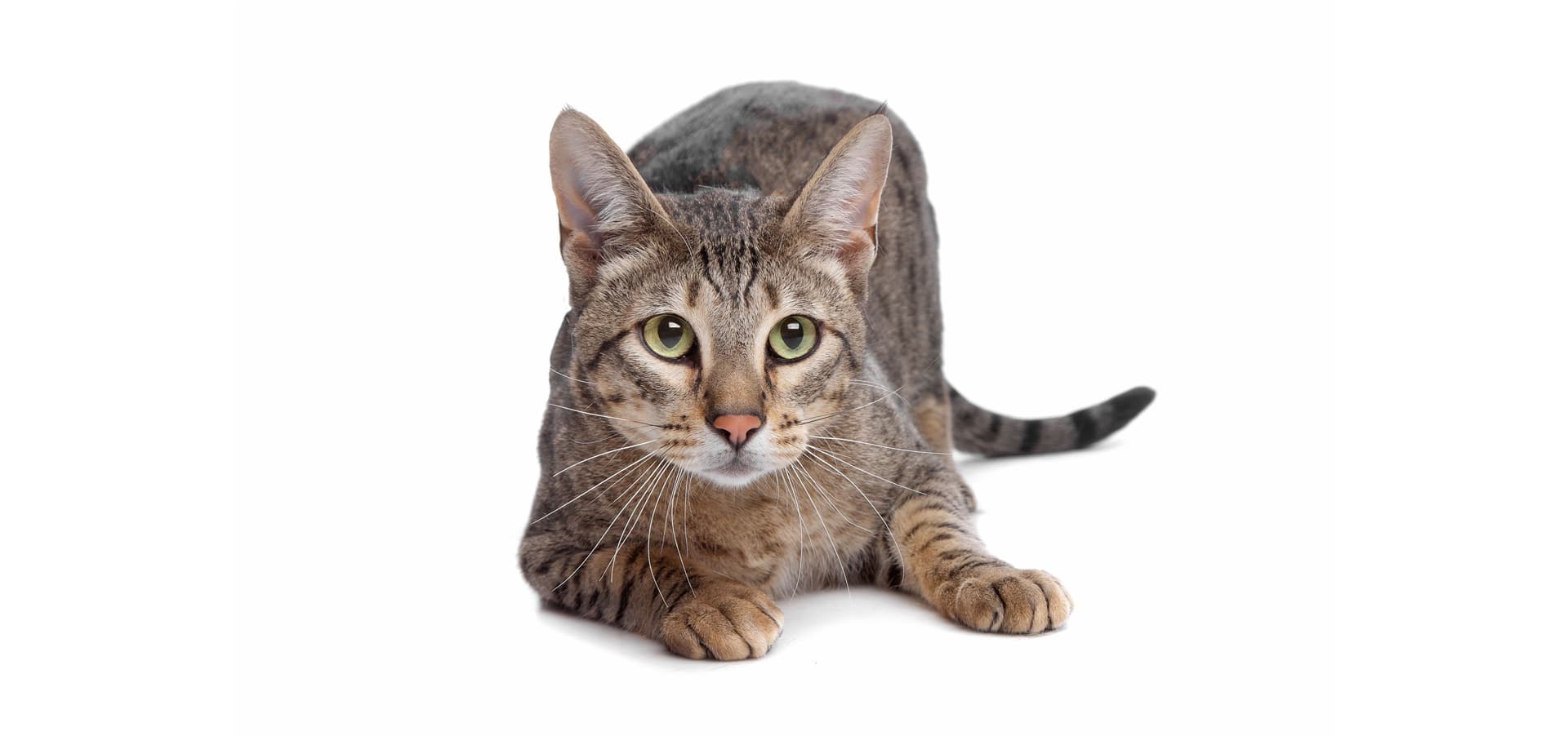 Savannah-Cat-Insurance