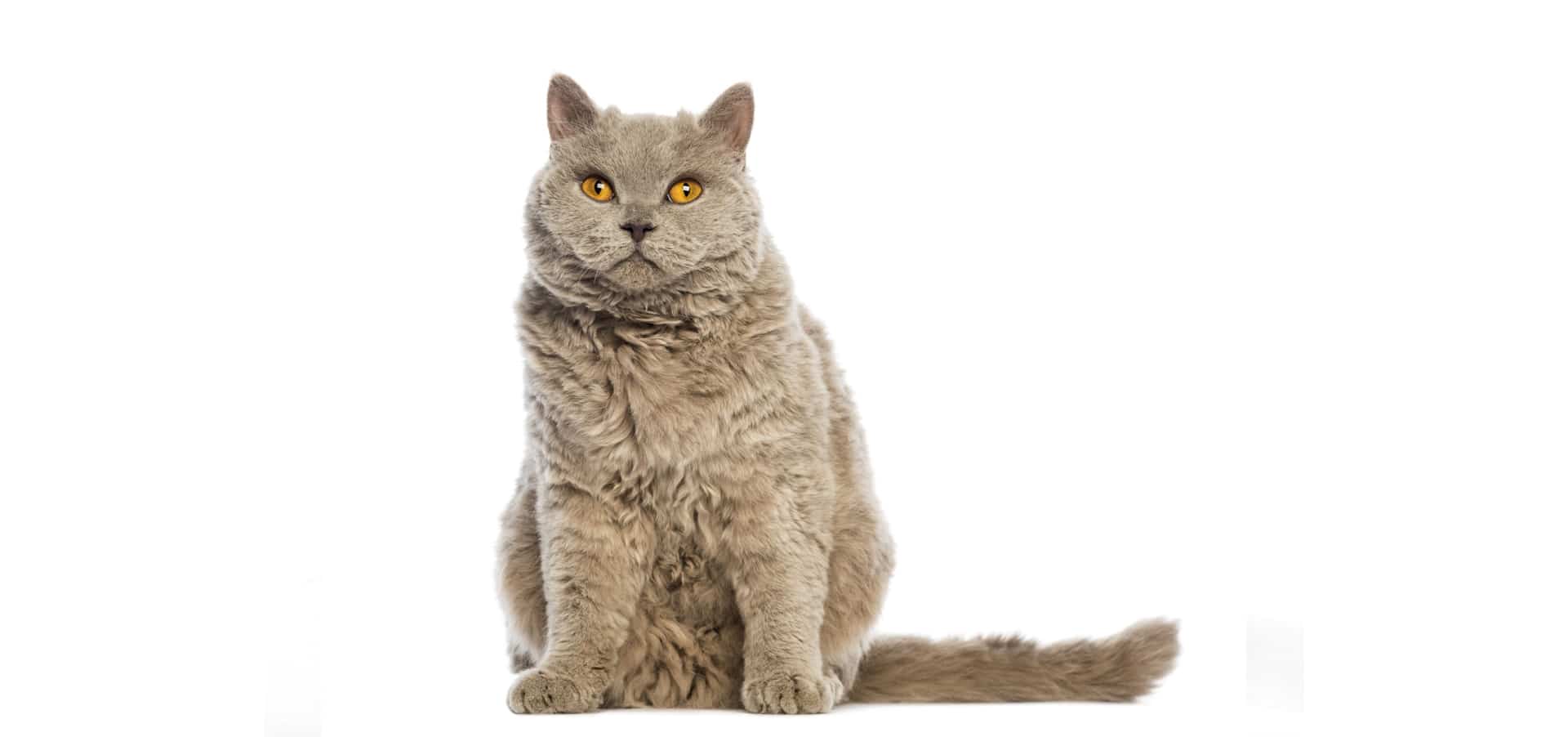 Selkirk-Rex-Cat