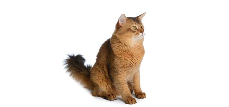 Somali-Cat-Insurance