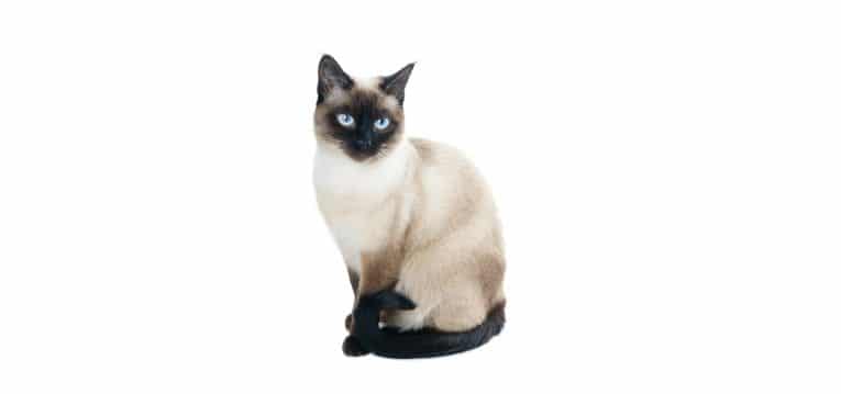 thai cat sitting on a white background
