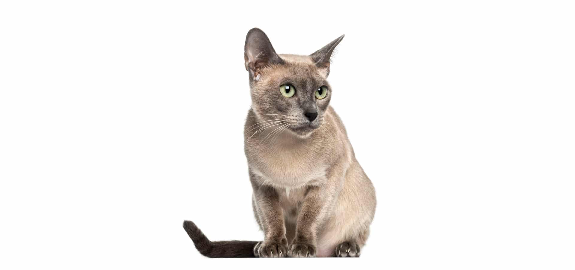 Tonkinese-Cat