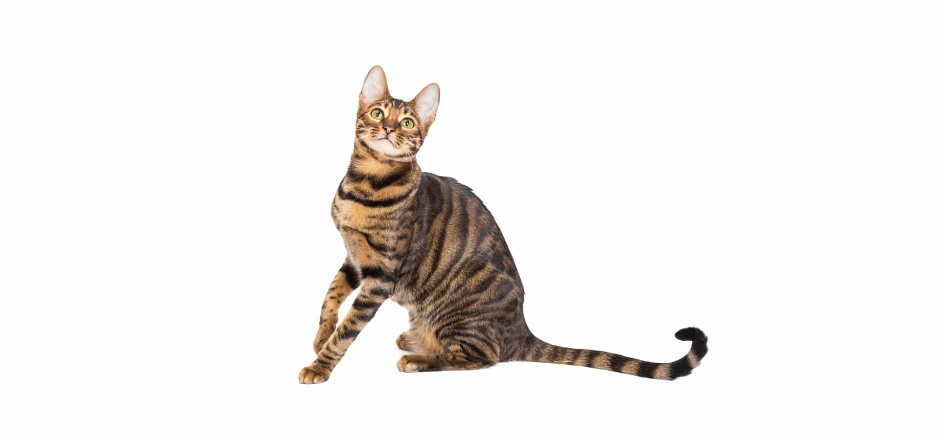 Toyger-Cat-Insurances