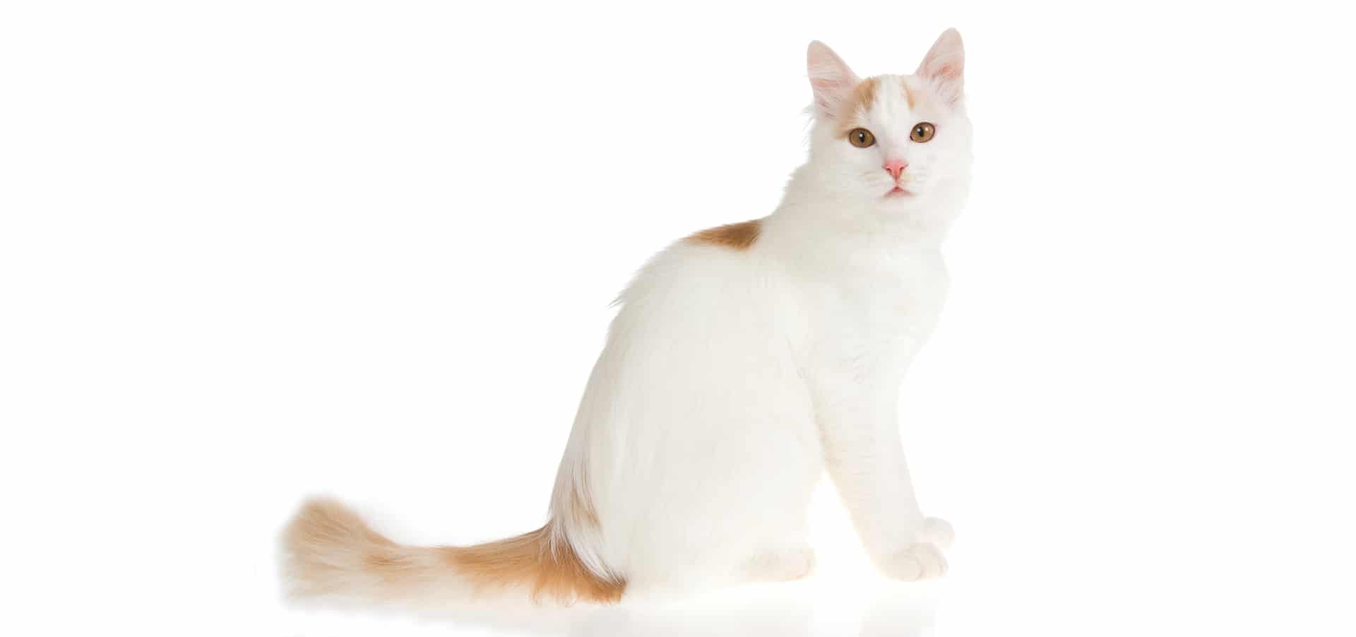 Turkish-Van-Cat