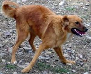 cerebellar hypoplasia dogs
