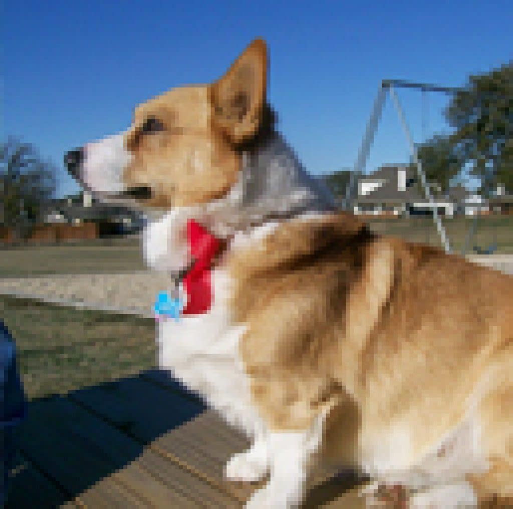 Pets Best Insurance Review Pet Insurance U